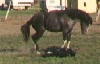 Baby's Version of TAG