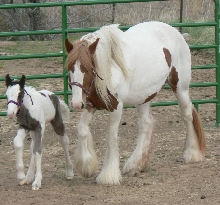 Baby Gypsy Vanner
