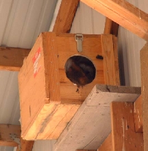 Pair of Barn Owls