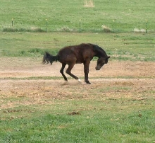 Bronco Bruiser