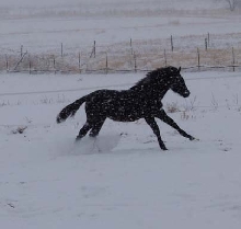 Bruiser runs