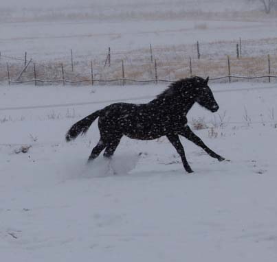 Bruiser runs