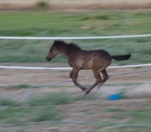 Bruiser runs FAST