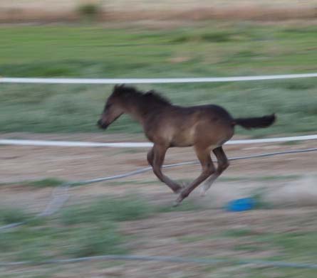 Bruiser runs FAST