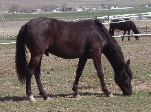 Bruiser at 23 months