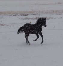 Bruiser in snow