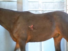 Buddy Wound