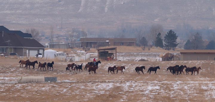 Catching Horses