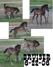 Bruiser Collage