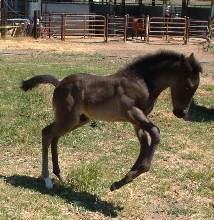 Coronado the Bronc