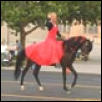 Diablo in all horse parade