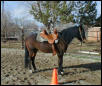Diablo in Circle Y saddle