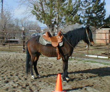 Diablo in Circle Y saddle