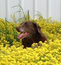 Dendra in the flowers