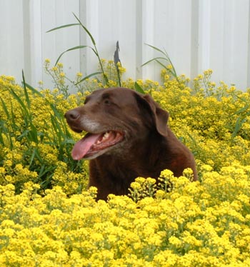 Dendra in the flowers