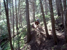 Jan in Trees