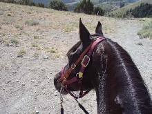 Zar on ride