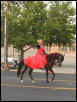 Diablo in All Horse Parade