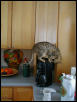 Kalia on the Pot