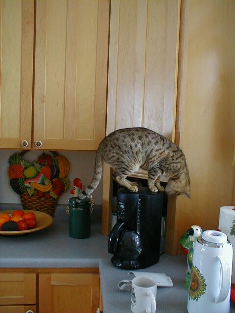 Kalia on the Pot