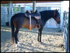 Diablo in his new saddle