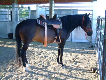 Diablo in his new saddle