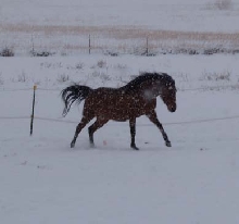 Rosie Running in snow