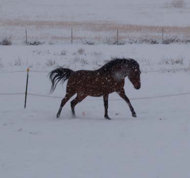 Rosie Running in snow