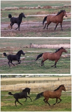 Paso Run