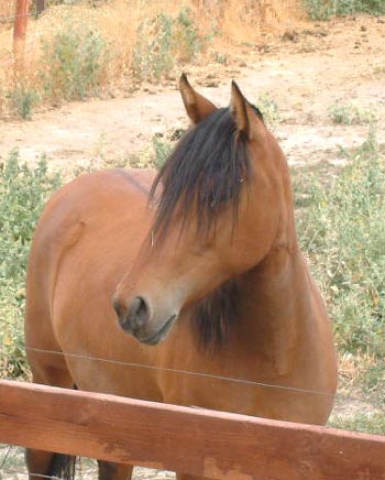 Rosiera