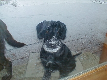 Snow dot
