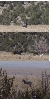 Wild Horse 1