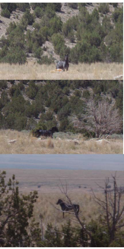 Wild Horse 1