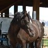 Zar's pretty head
