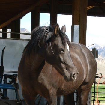 Zar's pretty head