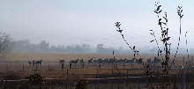 Horses in the fog