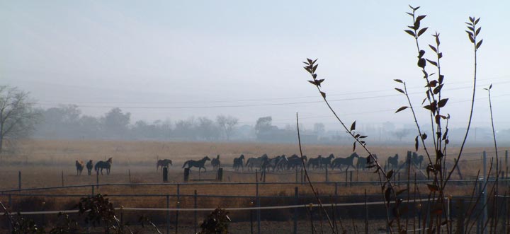 Horses in the fog