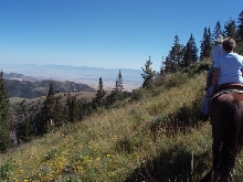 White Pine Salt Lake Valley