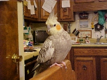 Ricky Perching