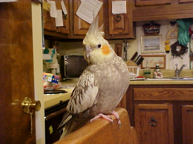 Ricky Perching