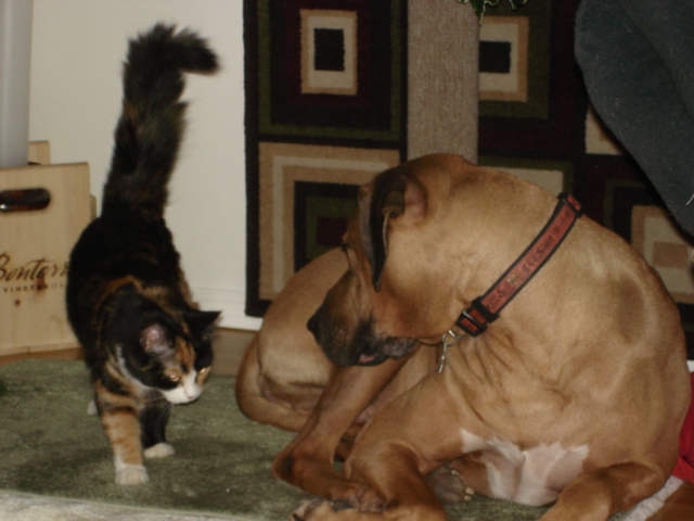 Hi C