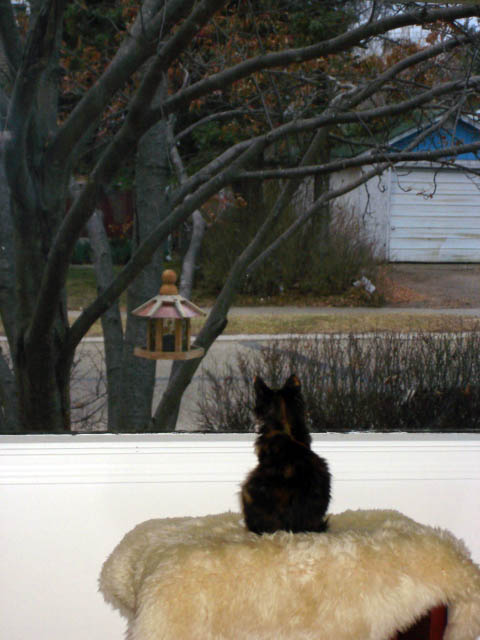 Birdwatching
