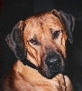 Caesar head