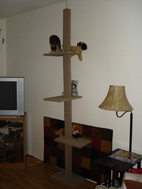 cat tree