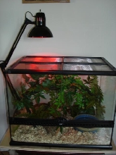 cornsnake home