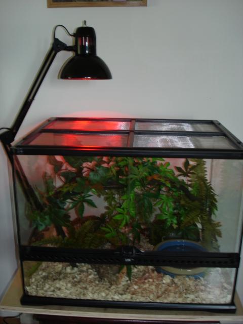 cornsnake home