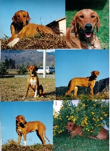 Dharma collage