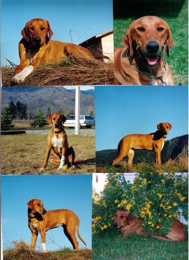 Dharma collage