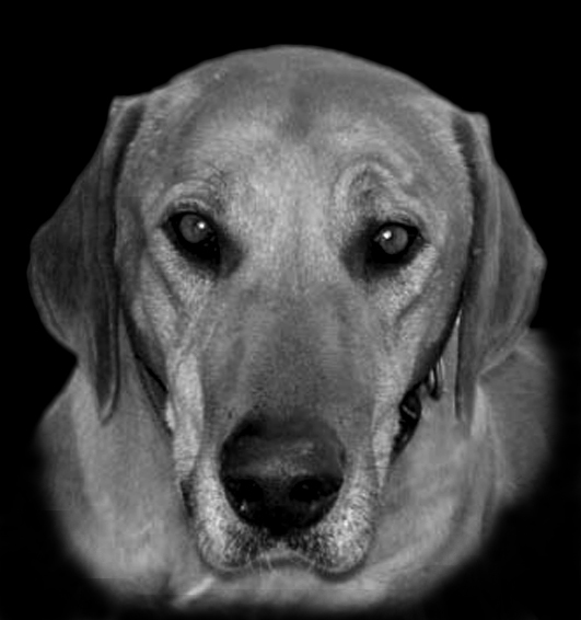 Dharma in B & W
