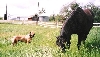 Grazing Buds